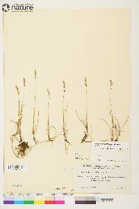 Anthoxanthum arcticum image