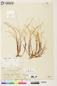 Anthoxanthum monticola subsp. monticola image
