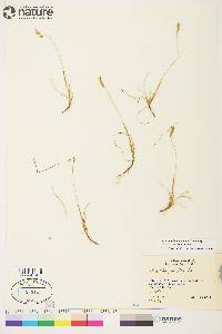Anthoxanthum arcticum image