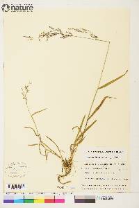 Cinna latifolia image