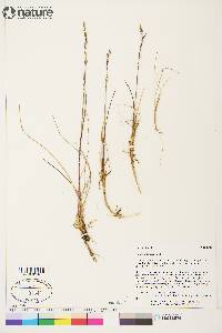 Dupontia fisheri image
