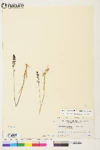 Arctagrostis latifolia image