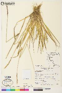 Elymus alaskanus image