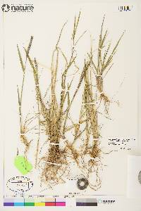 Elymus alaskanus image