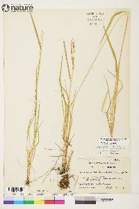 Elymus alaskanus subsp. alaskanus image