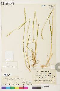 Elymus alaskanus subsp. hyperarcticus image