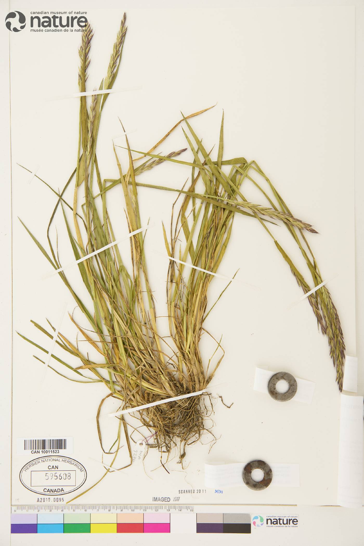 Elymus alaskanus image