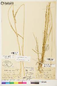 Elymus alaskanus image