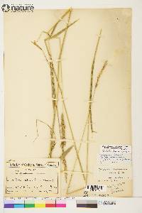 Elymus alaskanus image