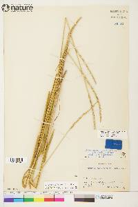 Elymus alaskanus image