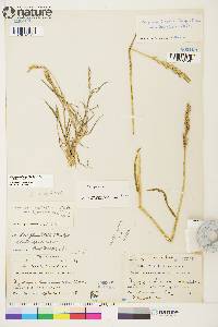 Elymus alaskanus image