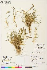 Elymus alaskanus subsp. hyperarcticus image