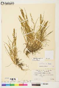 Elymus alaskanus image