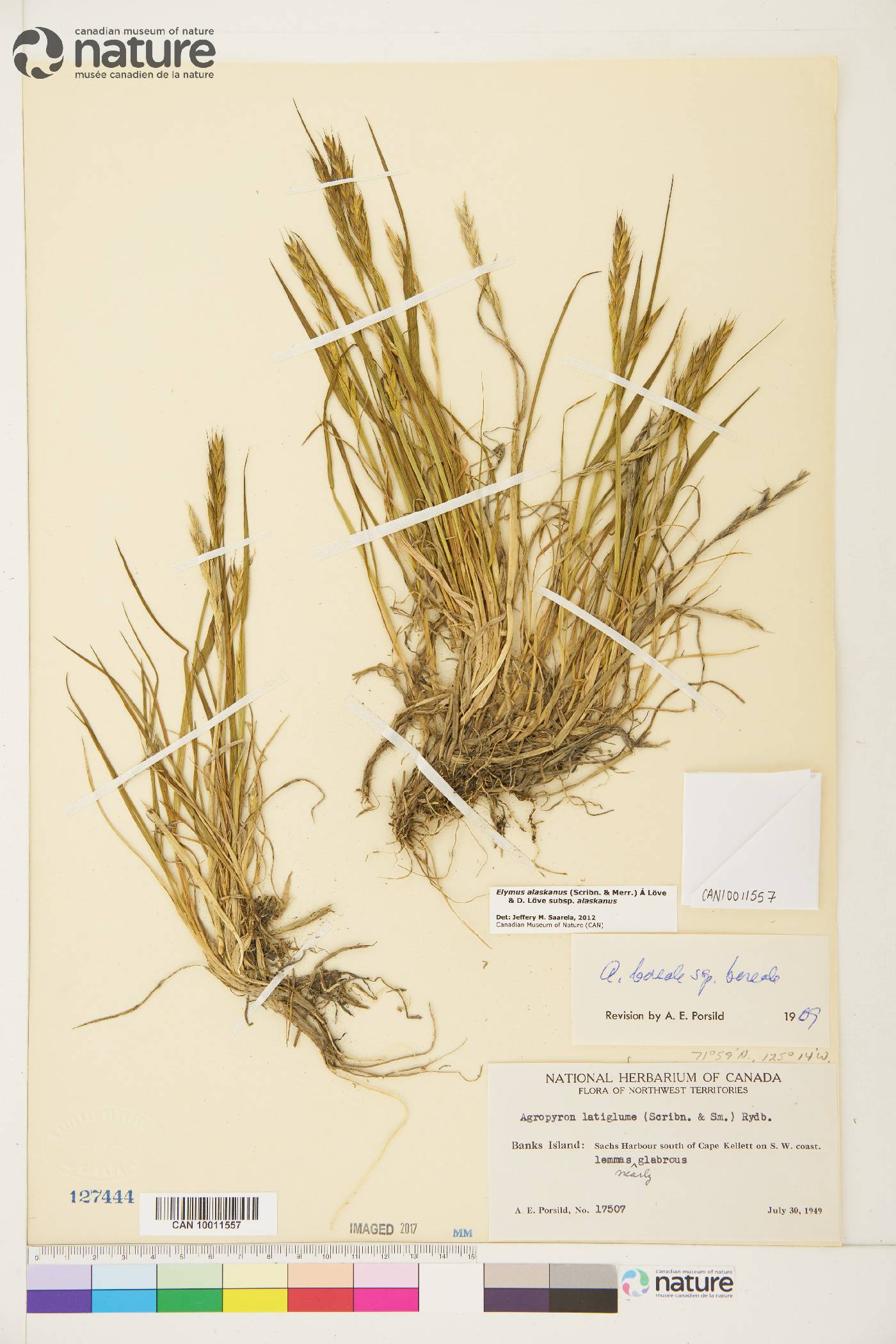 Elymus alaskanus image