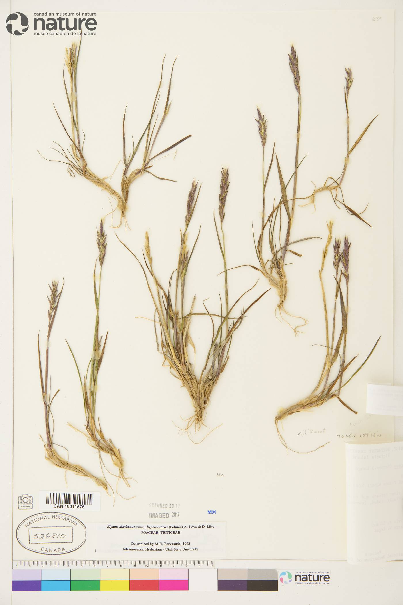 Elymus alaskanus image