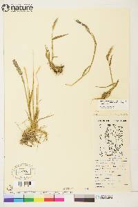 Elymus alaskanus subsp. hyperarcticus image
