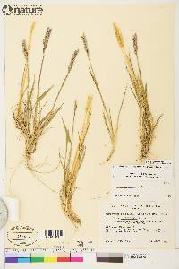 Elymus alaskanus image