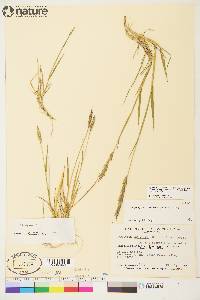 Elymus alaskanus subsp. hyperarcticus image