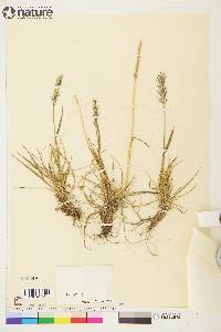 Elymus alaskanus image