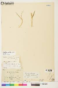 Elymus alaskanus subsp. hyperarcticus image