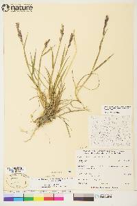 Elymus alaskanus subsp. hyperarcticus image