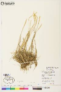 Elymus alaskanus subsp. hyperarcticus image