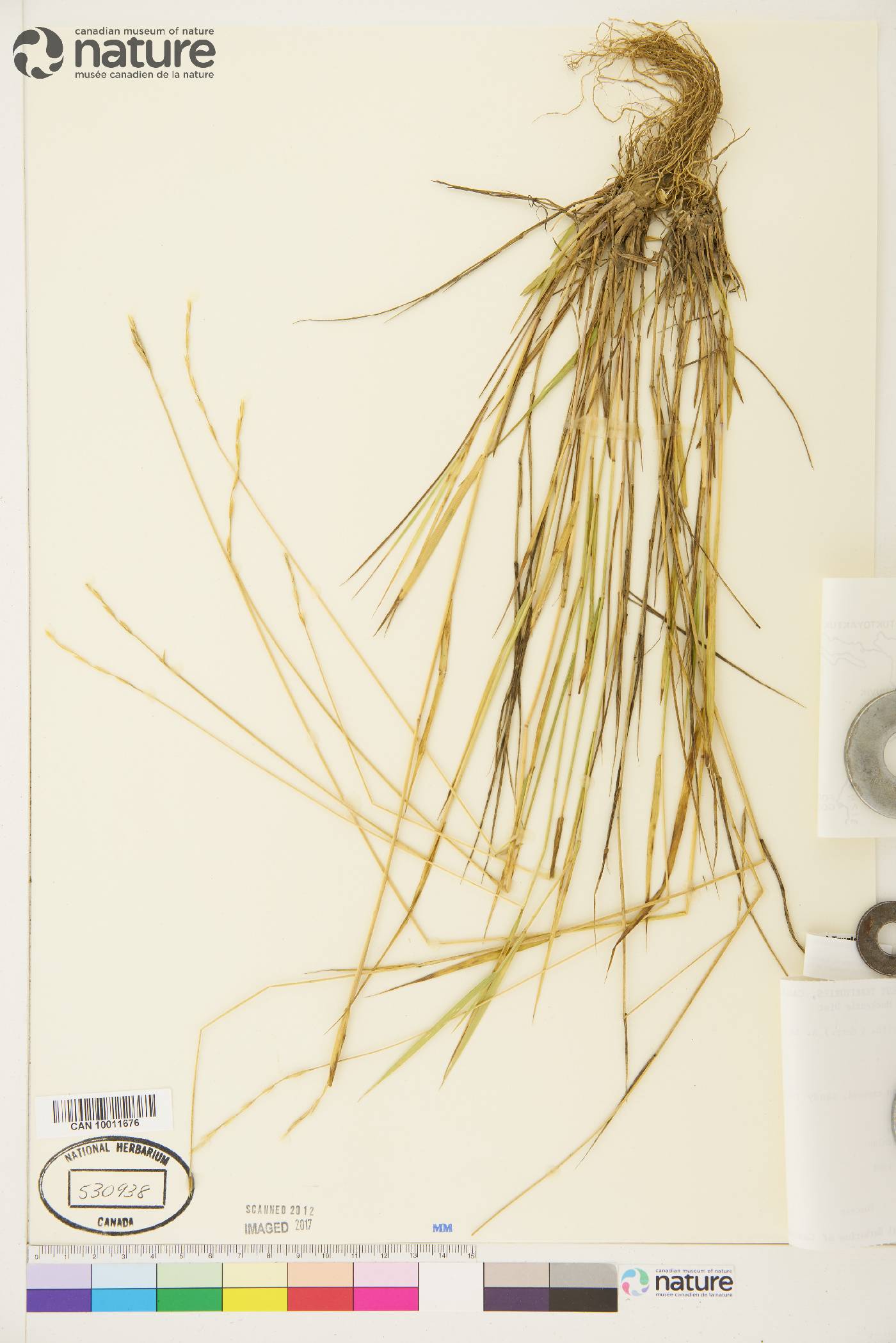 Elymus macrourus image