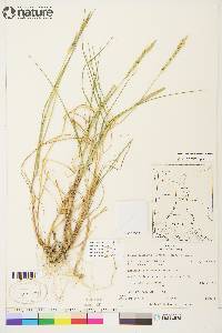 Elymus macrourus image