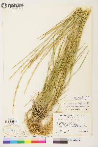 Elymus macrourus image