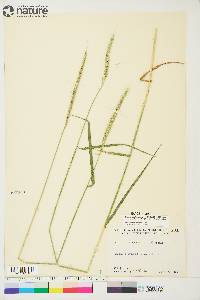 Elymus trachycaulus subsp. subsecundus image