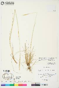 Elymus trachycaulus subsp. subsecundus image