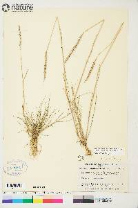 Elymus trachycaulus subsp. subsecundus image