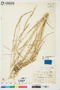 Elymus trachycaulus subsp. subsecundus image