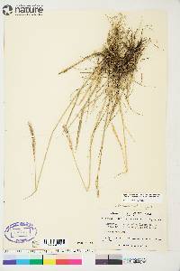 Elymus trachycaulus subsp. subsecundus image