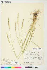 Elymus trachycaulus subsp. subsecundus image