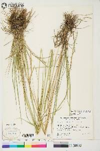 Elymus trachycaulus subsp. subsecundus image