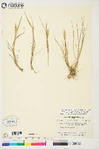 Elymus trachycaulus subsp. subsecundus image