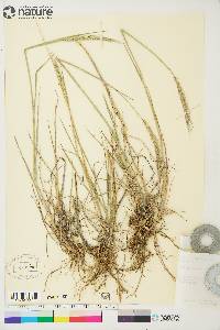 Elymus trachycaulus subsp. subsecundus image