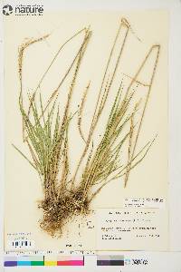 Elymus trachycaulus subsp. subsecundus image