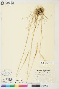 Elymus trachycaulus subsp. subsecundus image