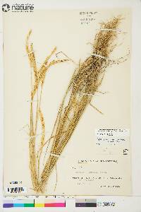 Elymus trachycaulus subsp. subsecundus image