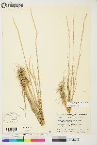 Elymus trachycaulus subsp. trachycaulus image