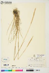 Elymus trachycaulus subsp. trachycaulus image