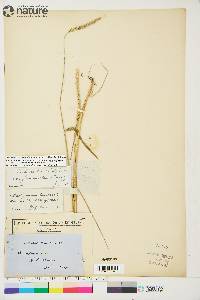 Elymus trachycaulus subsp. subsecundus image