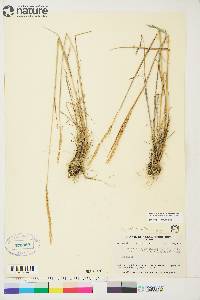 Elymus trachycaulus subsp. trachycaulus image