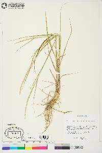 Elymus trachycaulus subsp. trachycaulus image