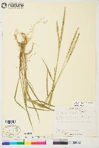 Elymus trachycaulus subsp. trachycaulus image