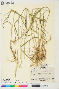 Elymus trachycaulus subsp. trachycaulus image