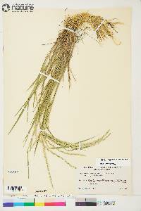 Elymus trachycaulus subsp. trachycaulus image