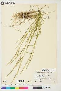 Elymus trachycaulus subsp. trachycaulus image